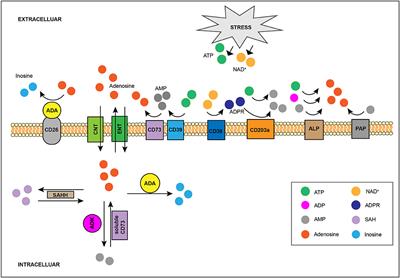 Targeting Adenosine in Cancer Immunotherapy to Enhance T-Cell Function